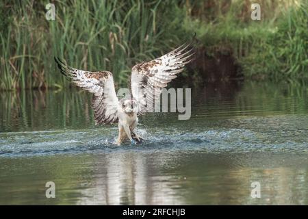 Westliche Fischadler, Pandion haliaetus, einzelner erwachsener Vogel, der mit Fischen aus dem Wasser in Talons, England, Vereinigtes Königreich, abfliegt Stockfoto