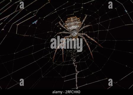 Argiope lobata Spider und Netz Stockfoto