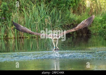 Westliche Fischadler, Pandion haliaetus, einzelner erwachsener Vogel, der mit Fischen aus dem Wasser in Talons, England, Vereinigtes Königreich, abfliegt Stockfoto