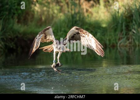 Westliche Fischadler, Pandion haliaetus, einzelner erwachsener Vogel, der mit Fischen aus dem Wasser in Talons, England, Vereinigtes Königreich, abfliegt Stockfoto