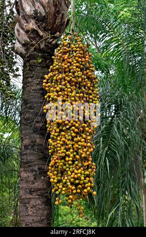 Gelbe Palmenfrüchte (Syagrus romanzoffiana), Ribeirao Preto, Sao Paulo, Brasilien Stockfoto