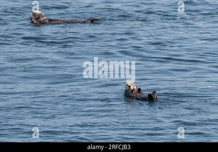 Zwei Seeotter an der Oberfläche im Prince William Sound, Alaska, USA Stockfoto