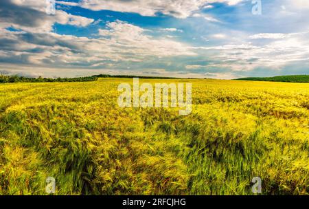 Ackerland mit reifem Weizenanbau Stockfoto