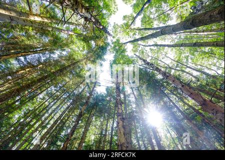 Kiefernwald in den Emilianischen Apenninen der Toskana, Italien Stockfoto