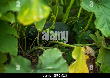 Grüne Kürbisblätter wachsen auf dem Gemüsebeet. Kürbisblätter im Gemüsegarten. Stockfoto