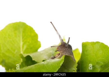 Schneckenesser Salat isoliert auf weißem Hintergrund Stockfoto