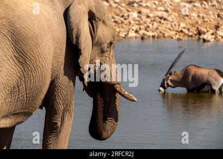 Elefanten- und Edelbocktrinken am Okaukuejo Wasserloch, Etosha-Nationalpark, Namibia Stockfoto