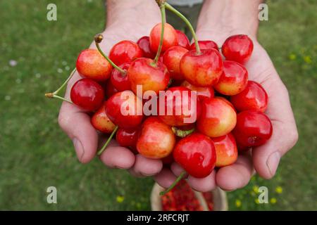 Halten Sie Kirschfrüchte in der Hand. Reife Kirschen in der Hand eines Bauern. Tschechisch Stockfoto