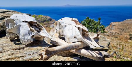 Schafsköpfe, Andros-Insel, Griechenland, Südeuropa Stockfoto