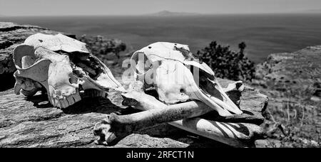 Schafsköpfe, Andros-Insel, Griechenland, Südeuropa Stockfoto