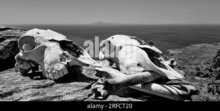 Schafsköpfe, Andros-Insel, Griechenland, Südeuropa Stockfoto