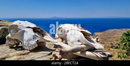 Schafsköpfe, Andros-Insel, Griechenland, Südeuropa Stockfoto