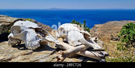 Schafsköpfe, Andros-Insel, Griechenland, Südeuropa Stockfoto