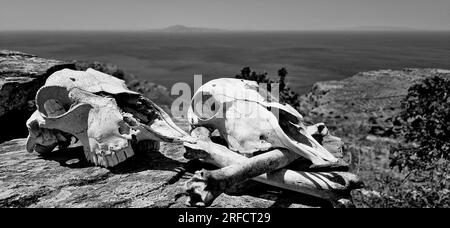 Schafsköpfe, Andros-Insel, Griechenland, Südeuropa Stockfoto