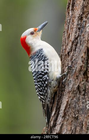 Ein weiblicher Rotbauchspecht ( Melanerpes carolinus ) klammert sich auf der Suche nach Nahrung am Stamm eines schwarzen Heuschrecken-Baumes. Stockfoto