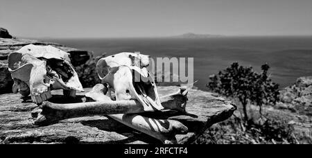 Schafsköpfe, Andros-Insel, Griechenland, Südeuropa Stockfoto