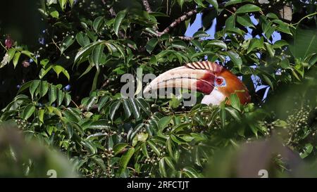 Blyths Hornvogel (Rhyticeros plicatus), männlich, Vogel der Halmahera, Indonesien Stockfoto