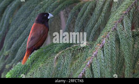 Chestnut munia oder (Lonchura atricapilla), indonesischer Vogel Stockfoto