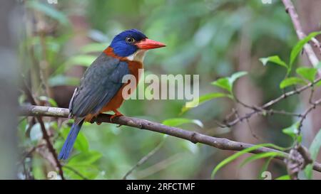 Grünkauz-Königsfischer (Actenoides monachus), Vogel von Sulawesi, Indonesien Stockfoto