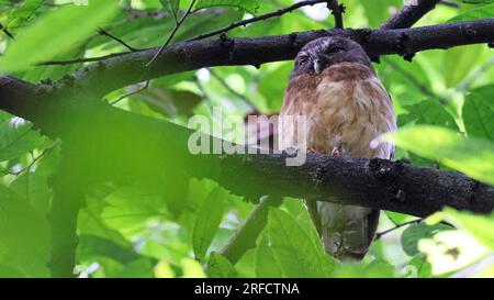 Ockerbauch-Boobook (Ninox ochracea), endemischer Vogel von Sulawesi, Indonesien Stockfoto