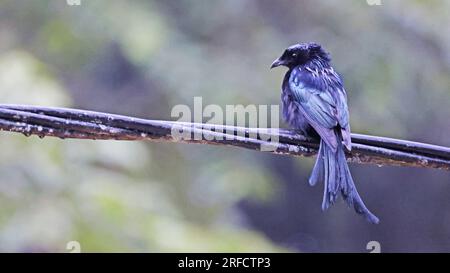 Spangled Drongo (Dicrurus bracteatus), Vogel von Sulawesi, Indonesien Stockfoto