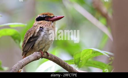 Sulawesi lilac kingfisher (Cittura cyanotis), endemischer Vogel Indonesiens Stockfoto