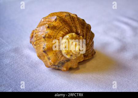 Leere Hülle aus Rapana venosa isoliert auf weißer Hintergrundnaht. Stockfoto