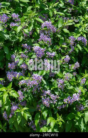 Nahaufnahme der blühenden chilenischen Nachtschattenblumen (solanum crispum) Stockfoto