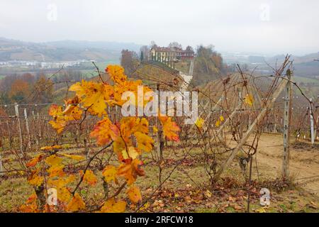 Herbstlandschaft der Region Langhe mit ihren charakteristischen Weinreben, Pidmont, Italien Stockfoto