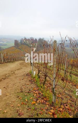 Herbstlandschaft der Region Langhe mit ihren charakteristischen Weinreben, Pidmont, Italien Stockfoto