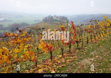 Herbstlandschaft der Region Langhe mit ihren charakteristischen Weinreben, Pidmont, Italien Stockfoto