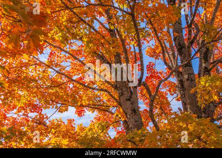 Herbst Farbe in Eureka Springs, Arkansas. Stockfoto