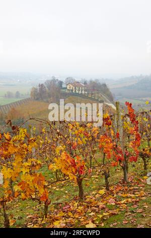 Herbstlandschaft der Region Langhe mit ihren charakteristischen Weinreben, Pidmont, Italien Stockfoto