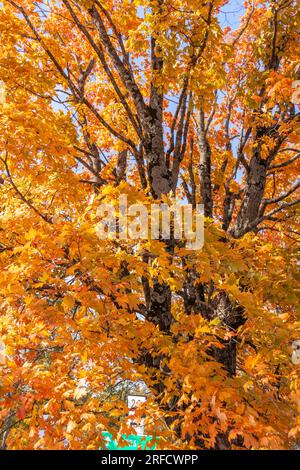 Herbst Farbe in Eureka Springs, Arkansas. Stockfoto