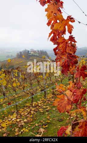 Herbstlandschaft der Region Langhe mit ihren charakteristischen Weinreben, Pidmont, Italien Stockfoto