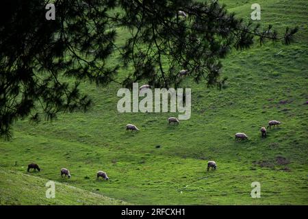 Eine Schafherde weidet auf einem Feld in der Gulmarg Hill Station, etwa 55kms km von Srinagar, der Sommerhauptstadt von Jammu und Kaschmir entfernt. Stockfoto