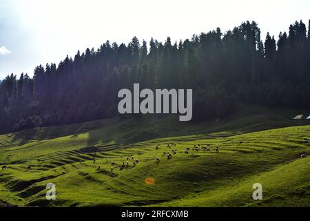 Eine Schafherde weidet auf einem Feld in der Gulmarg Hill Station, etwa 55kms km von Srinagar, der Sommerhauptstadt von Jammu und Kaschmir entfernt. Stockfoto