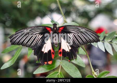 Großer mormonen-Schwalbenschwanz-Schmetterling aus Asien. Stockfoto