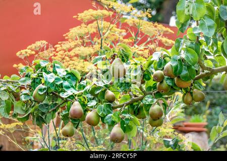 SPALIER ESPALIERED Birne Fruit Tree 'Beurre Hardy' (Pyrus communis 'Beurre Hardy') Spalier trainierte Reifung im Sommerküchengarten mit Sonnenschirm UK Stockfoto