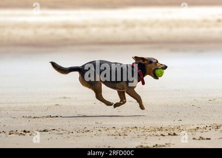 Kleiner Hund mit Tennisball im Mund läuft am Strand Stockfoto