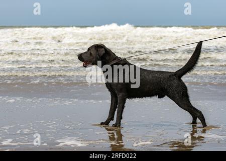 Schwarzer Hund an der Leine steht am Strand Stockfoto