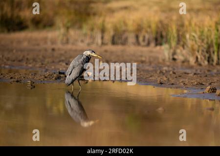 Graureiher, Ardea cinerea, Vogelspiegelung im Teich, sonnig gegen Abend, Tschechische republik Stockfoto