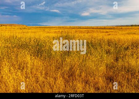 Die Grünflächen entlang der malerischen Interstate 90 in Montana leuchten im frühen Morgensonnenlicht in goldenen Farbtönen. Die Ebenen von Montana sind fast baumlos. Stockfoto