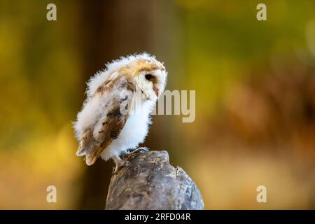 Gegen Abend mit Vogel. Nisting von Scheuneneule, die am Abend auf einem Baumstamm sitzt, mit schönem Licht in der Nähe des Nestlochs. Wildtiere aus der Natur. Stockfoto