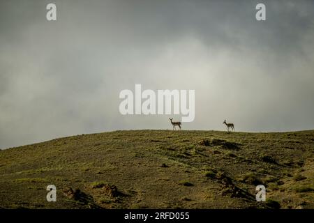 Goitered-Gazellen (Gazella subgutturosa) oder Schwarzschwanzgazellen auf einem Hügel in der Wüste Gobi in der Südmongolei. Stockfoto