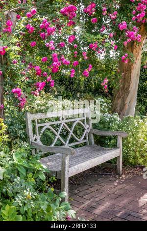 Rosengarten Holzbank mit Oase der Ruhe. Traditionelle Holzbank mit Blick auf Gärten mit leuchtend rosa Rosen im Frühling Stockfoto