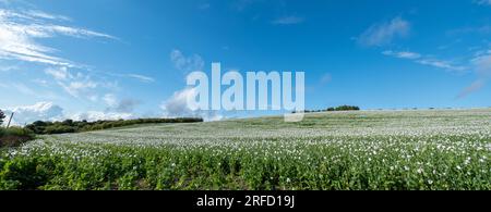 Weiße Mohnblumen wachsen in der Nähe von Wallingford, auf dem Weg nach Henley. Stockfoto