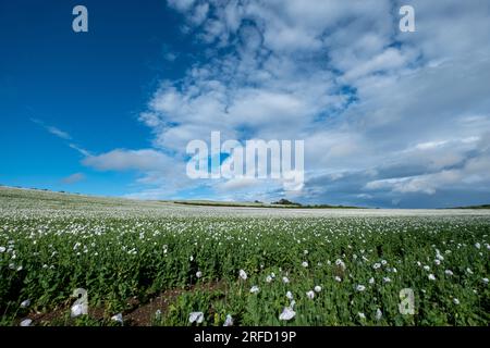 Weiße Mohnblumen wachsen in der Nähe von Wallingford, auf dem Weg nach Henley. Stockfoto