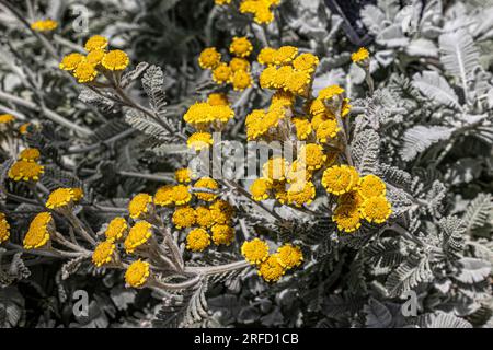 Tanacetum Haradjanii ( Pyrethrum Asteraceae ) immergrüne Gewohnheit mit silberweißen Stämmen und silbergrauen Blättern. Gelbe Blumenköpfe trugen lose Koriander. Stockfoto