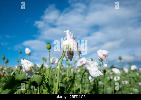 Weiße Mohnblumen wachsen in der Nähe von Wallingford, auf dem Weg nach Henley. Stockfoto